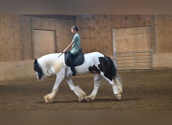 Tinker, Wallach, 4 Jahre, Schecke