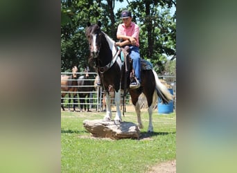 Tinker Mix, Wallach, 4 Jahre, Schecke