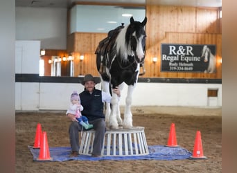 Tinker Mix, Wallach, 4 Jahre, Tobiano-alle-Farben
