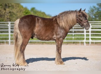 Tinker Mix, Wallach, 4 Jahre