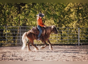 Tinker Mix, Wallach, 4 Jahre
