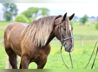 Tinker Mix, Wallach, 4 Jahre