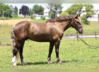 Tinker Mix, Wallach, 4 Jahre