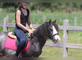 Tinker, Wallach, 5 Jahre, 120 cm, Roan-Blue
