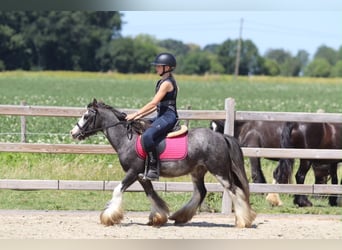 Tinker, Wallach, 5 Jahre, 120 cm, Roan-Blue