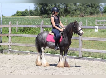 Tinker, Wallach, 5 Jahre, 120 cm, Roan-Blue