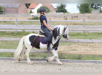 Tinker, Wallach, 5 Jahre, 120 cm, Schecke