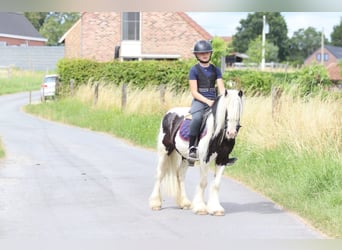 Tinker, Wallach, 5 Jahre, 120 cm, Schecke