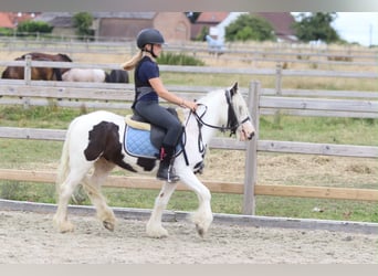 Tinker, Wallach, 5 Jahre, 122 cm, Schecke