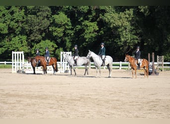 Tinker, Wallach, 5 Jahre, 124 cm, Rotbrauner