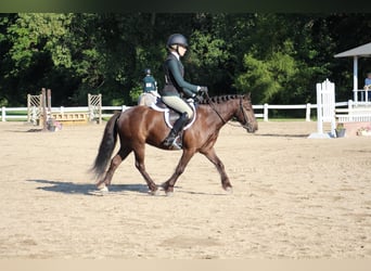 Tinker, Wallach, 5 Jahre, 124 cm, Rotbrauner