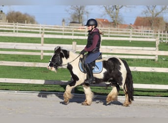 Tinker, Wallach, 5 Jahre, 124 cm, Schecke