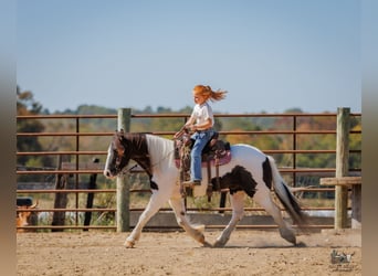 Tinker, Wallach, 5 Jahre, 124 cm, Schecke