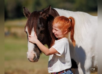 Tinker, Wallach, 5 Jahre, 124 cm, Schecke