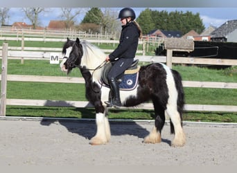 Tinker, Wallach, 5 Jahre, 125 cm, Schecke