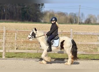 Tinker, Wallach, 5 Jahre, 126 cm, Schecke