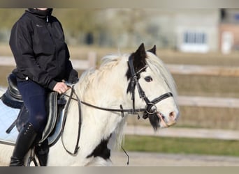Tinker, Wallach, 5 Jahre, 126 cm, Schecke