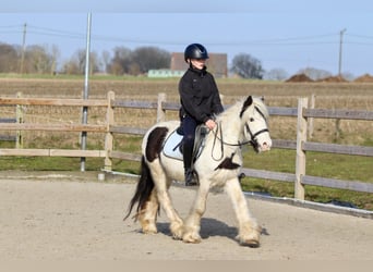 Tinker, Wallach, 5 Jahre, 126 cm, Schecke
