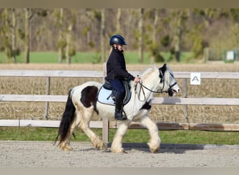 Tinker, Wallach, 5 Jahre, 126 cm, Schecke