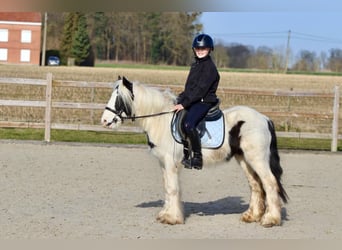 Tinker, Wallach, 5 Jahre, 126 cm, Schecke