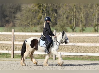 Tinker, Wallach, 5 Jahre, 126 cm, Schecke