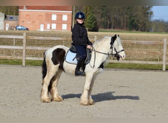 Tinker, Wallach, 5 Jahre, 126 cm, Schecke