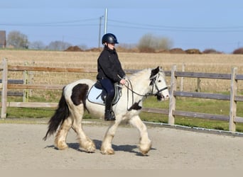 Tinker, Wallach, 5 Jahre, 126 cm, Schecke