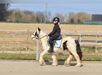 Tinker, Wallach, 5 Jahre, 126 cm, Schecke