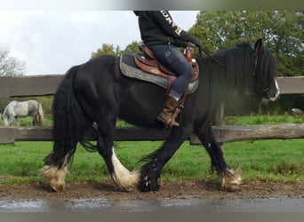 Tinker, Wallach, 5 Jahre, 133 cm, Rappe