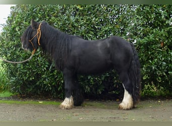 Tinker, Wallach, 5 Jahre, 133 cm, Rappe