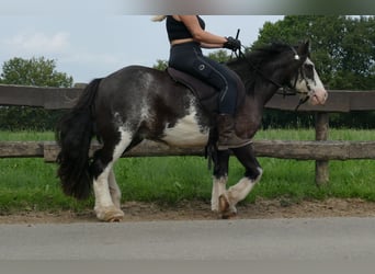 Tinker, Wallach, 5 Jahre, 133 cm, Schecke