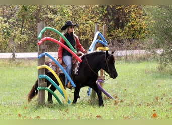 Tinker Mix, Wallach, 5 Jahre, 135 cm, Rappe