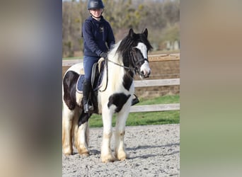 Tinker, Wallach, 5 Jahre, 135 cm, Schecke