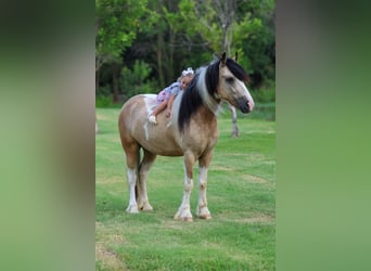 Tinker, Wallach, 5 Jahre, 135 cm, Tobiano-alle-Farben