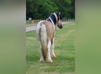 Tinker, Wallach, 5 Jahre, 135 cm, Tobiano-alle-Farben