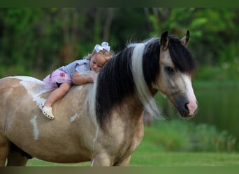 Tinker, Wallach, 5 Jahre, 135 cm, Tobiano-alle-Farben