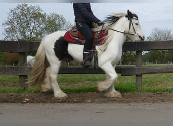 Tinker, Wallach, 5 Jahre, 137 cm, Schecke