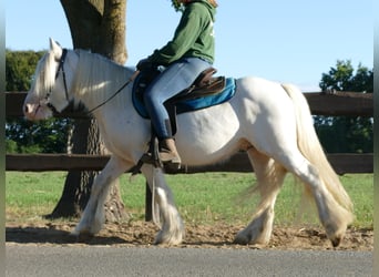Tinker, Wallach, 5 Jahre, 138 cm, Schimmel
