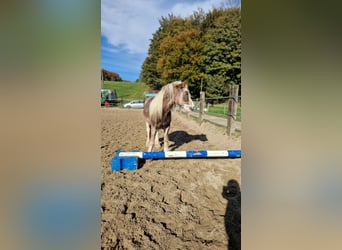 Tinker Mix, Wallach, 5 Jahre, 140 cm, Dunkelfuchs