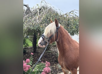 Tinker, Wallach, 5 Jahre, 142 cm, Dunkelfuchs