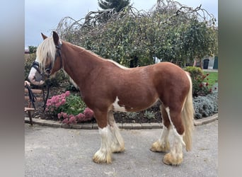 Tinker, Wallach, 5 Jahre, 142 cm, Dunkelfuchs