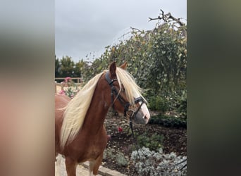 Tinker, Wallach, 5 Jahre, 142 cm, Dunkelfuchs