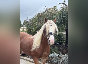 Tinker, Wallach, 5 Jahre, 142 cm, Dunkelfuchs