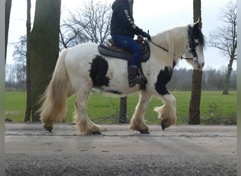 Tinker, Wallach, 5 Jahre, 142 cm, Schecke