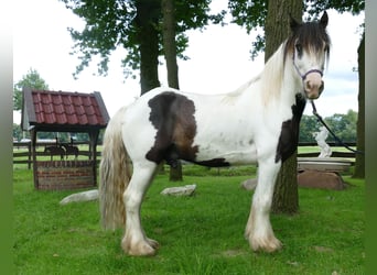 Tinker, Wallach, 5 Jahre, 142 cm, Schecke