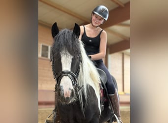 Tinker, Wallach, 5 Jahre, 145 cm