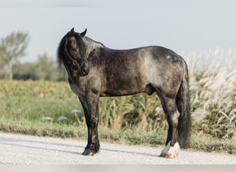 Tinker Mix, Wallach, 5 Jahre, 145 cm, Roan-Blue