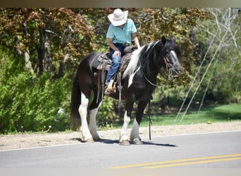 Tinker, Wallach, 5 Jahre, 145 cm, Tobiano-alle-Farben
