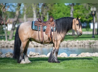 Tinker, Wallach, 5 Jahre, 147 cm, Buckskin