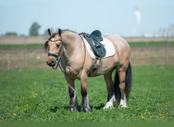 Tinker, Wallach, 5 Jahre, 147 cm, Buckskin